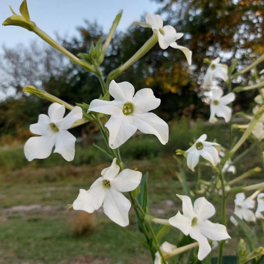 Nicotiana Seeds - Jasmine Scented White