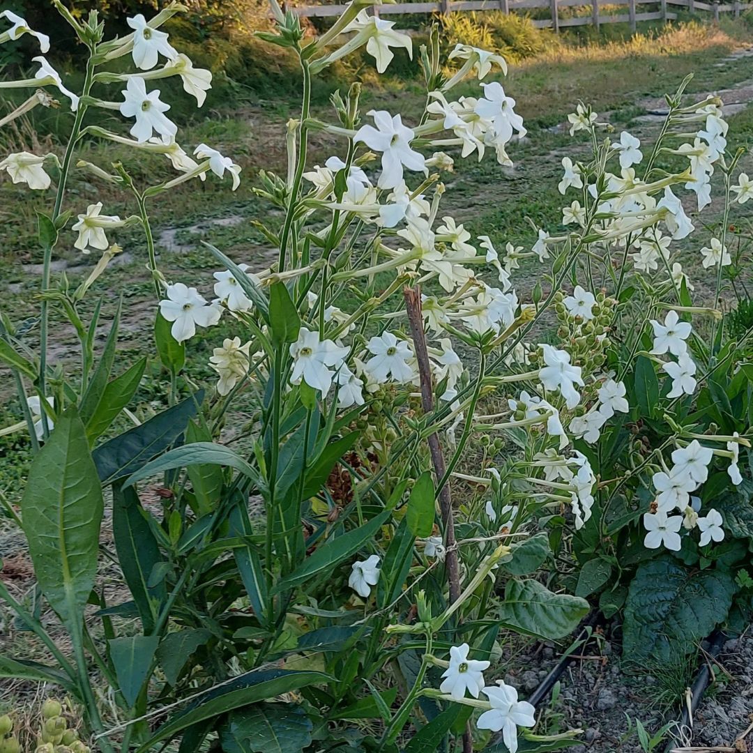 Nicotiana Seeds - Jasmine Scented White