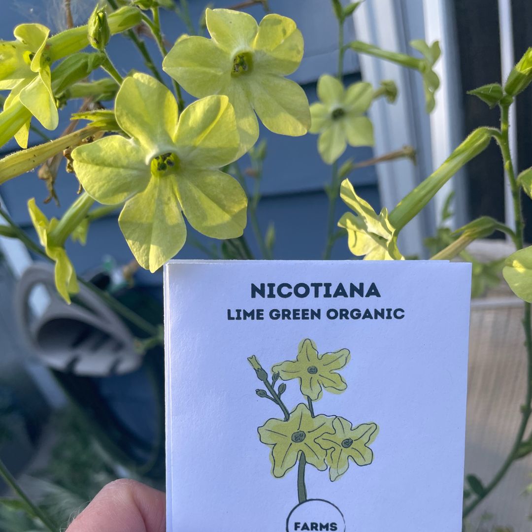Nicotiana - Lime Green