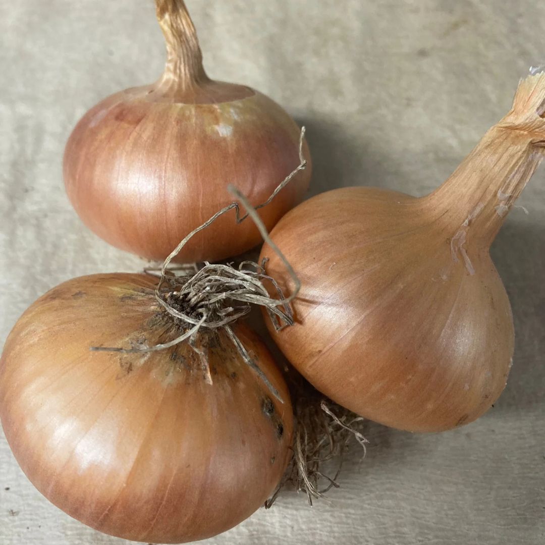 Onion Seeds - Stuttgarter