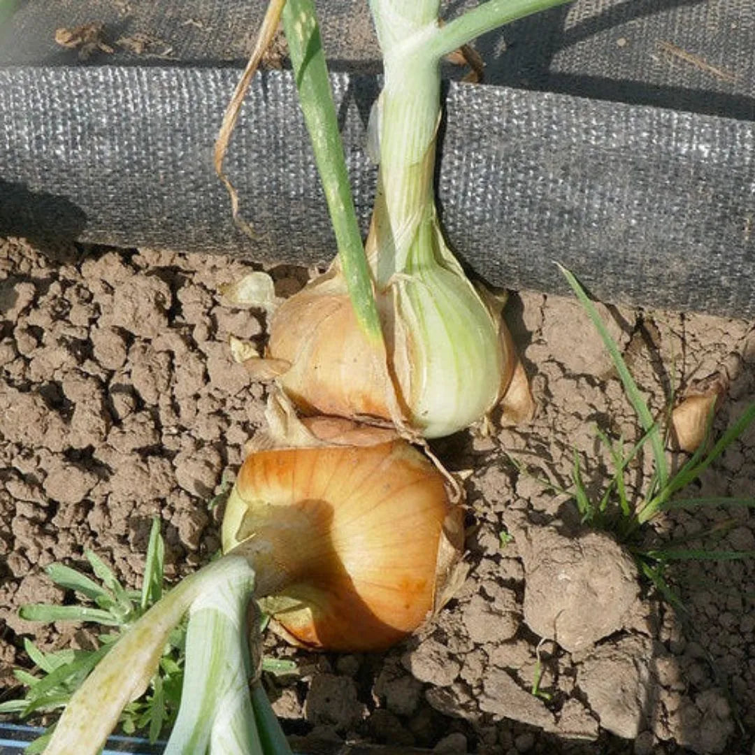 Onion Seeds - Stuttgarter