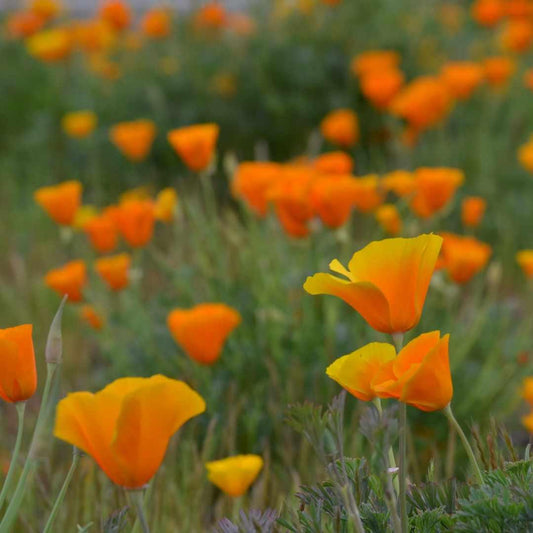 Orange Poppies_closeup