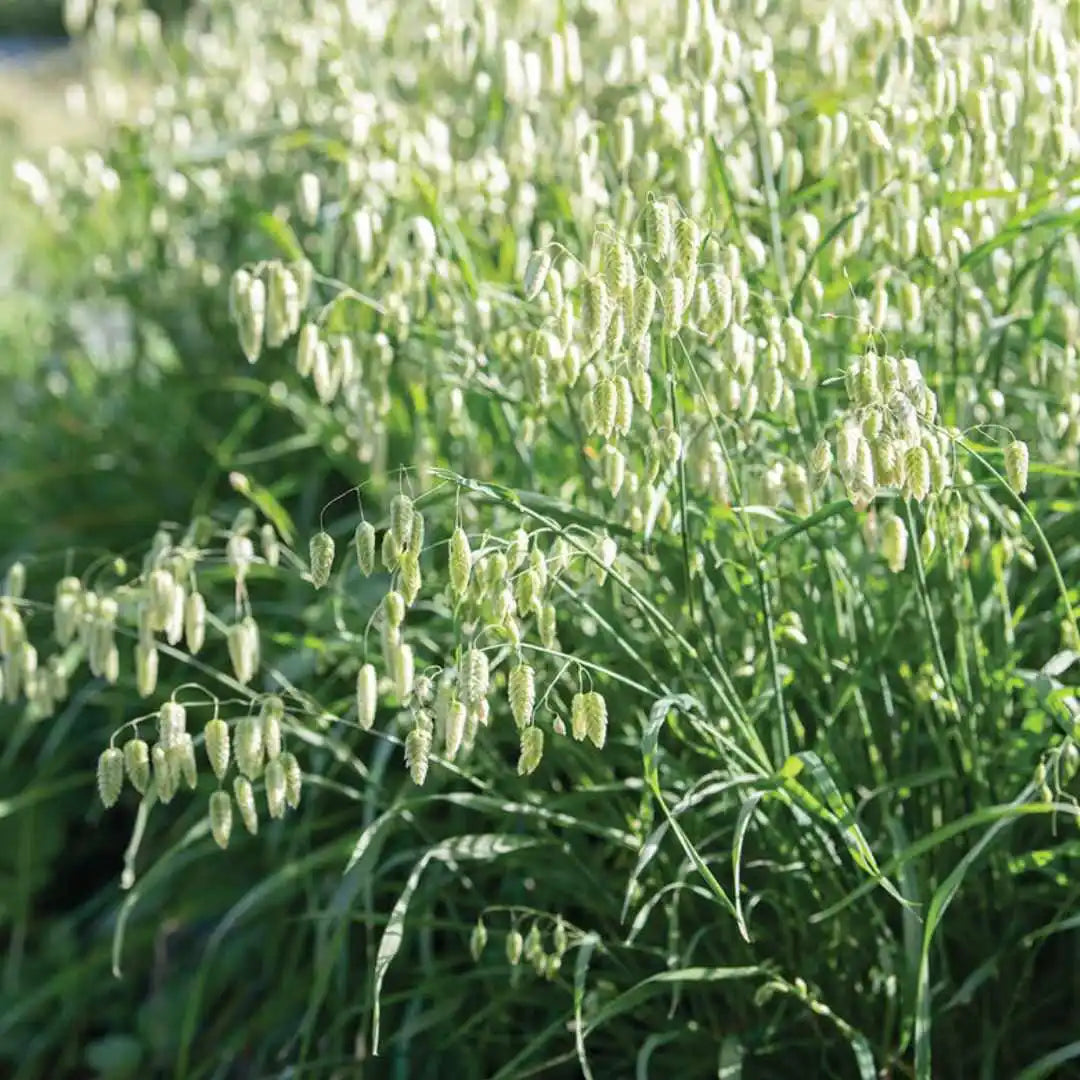 Ornamental Grass - Greater Quaking