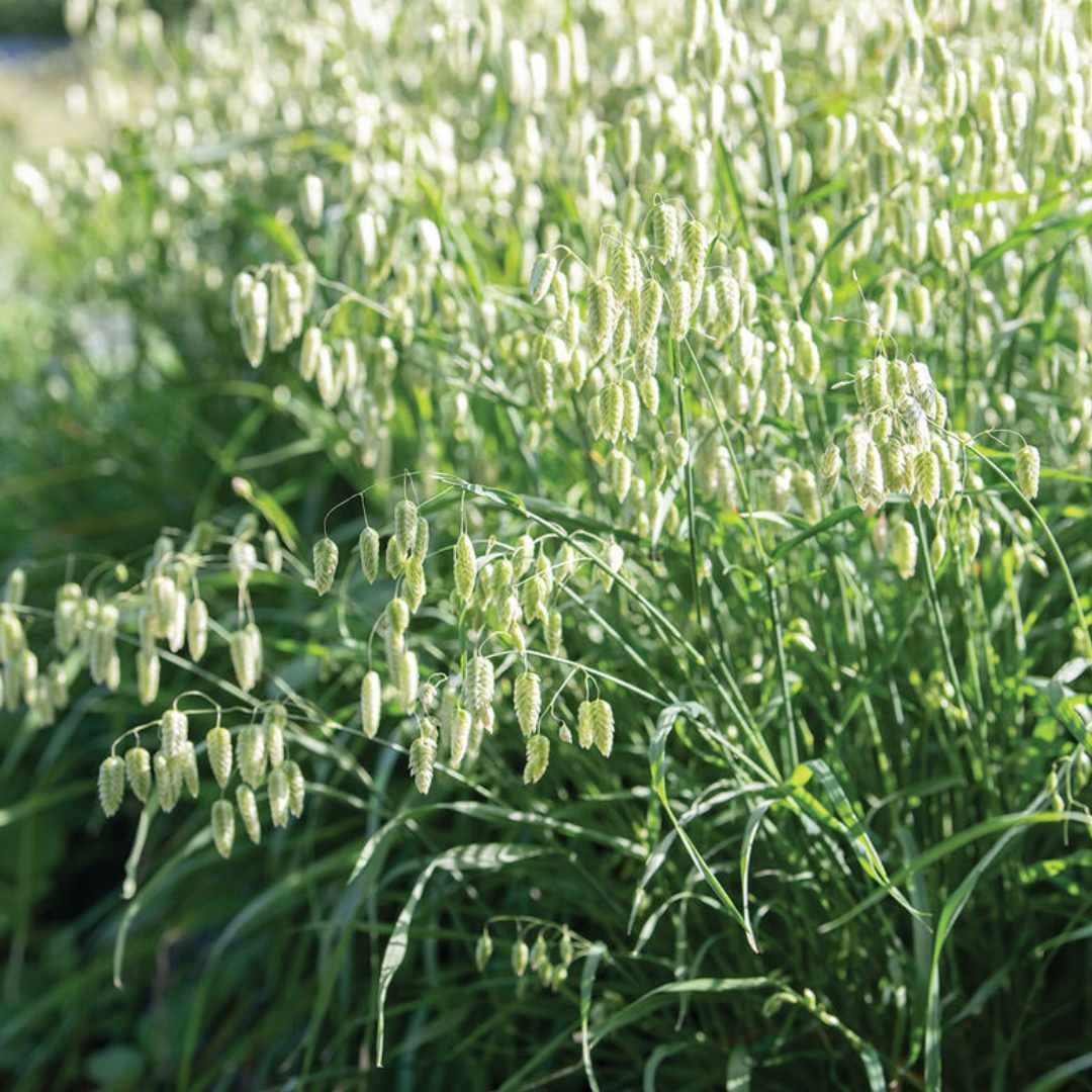 Ornamental Grass - Greater Quaking