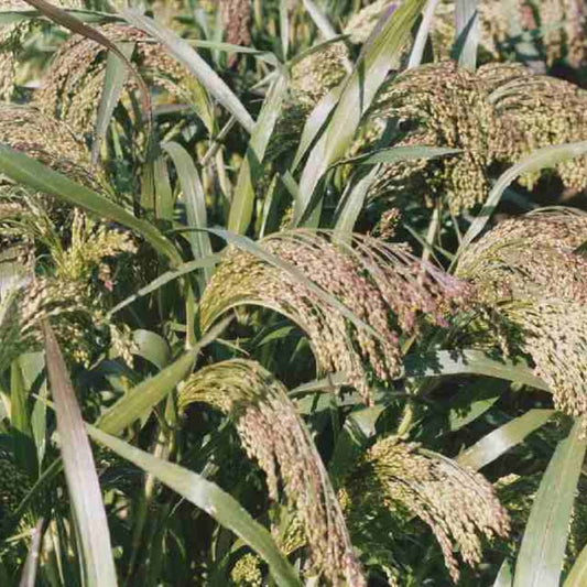 Ornamental Grass - Millet - Violet