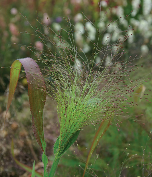 Panicum - Sprinkles (Frosted Explosion) Ornamental Millet