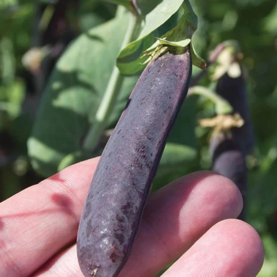 Peas - Purple Mist (Organic)