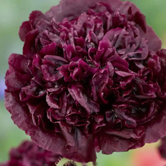 Poppy Seeds - Peony Black