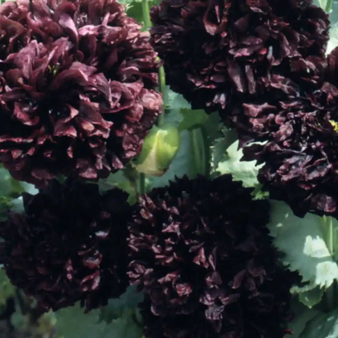 Poppy Seeds - Peony Black