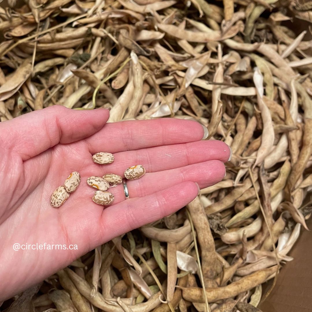 Bean Seeds - Pinto Beans
