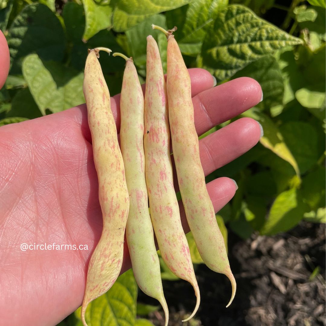 Bean Seeds - Pinto Beans