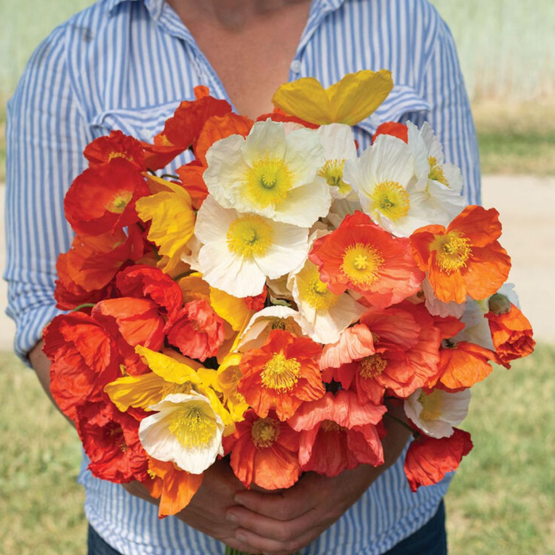 Poppy Seeds - Iceland Champagne Bubbles Mix | Circle Farms Canada