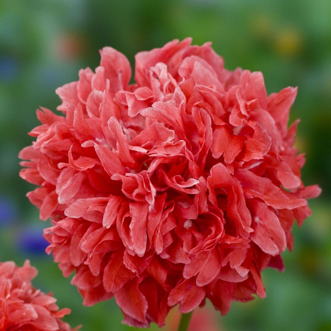 Poppy Seeds - Peony Frosted Salmon