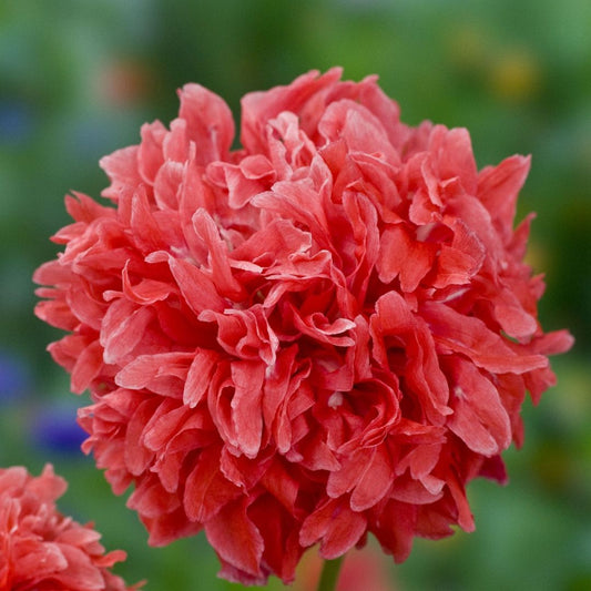 Poppy Seeds - Peony Frosted Salmon