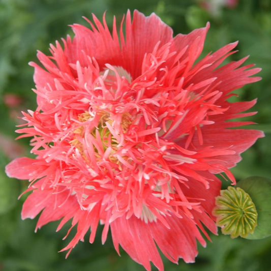 Poppy Seeds - Rose Feathers