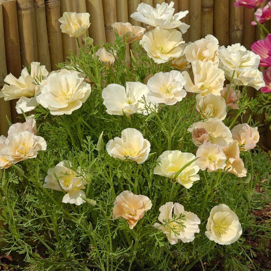 Poppy Seeds - California Thai Silk Pink Champagne