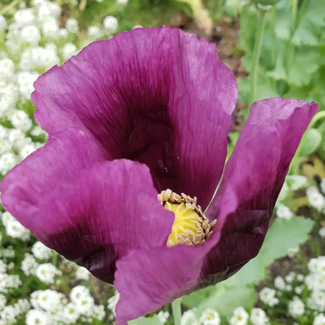 Poppy Seeds - Hungarian Blue