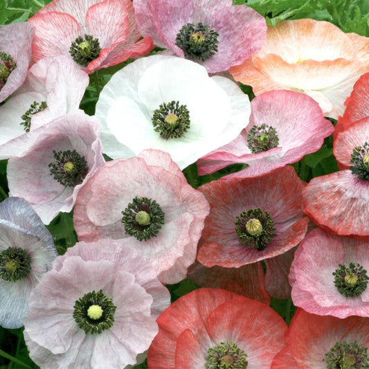 Poppy Seeds - Mother of Pearl