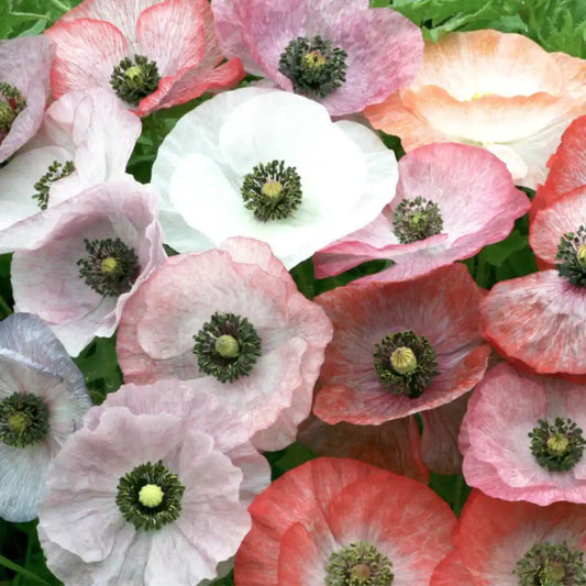 Poppy Seeds - Mother of Pearl