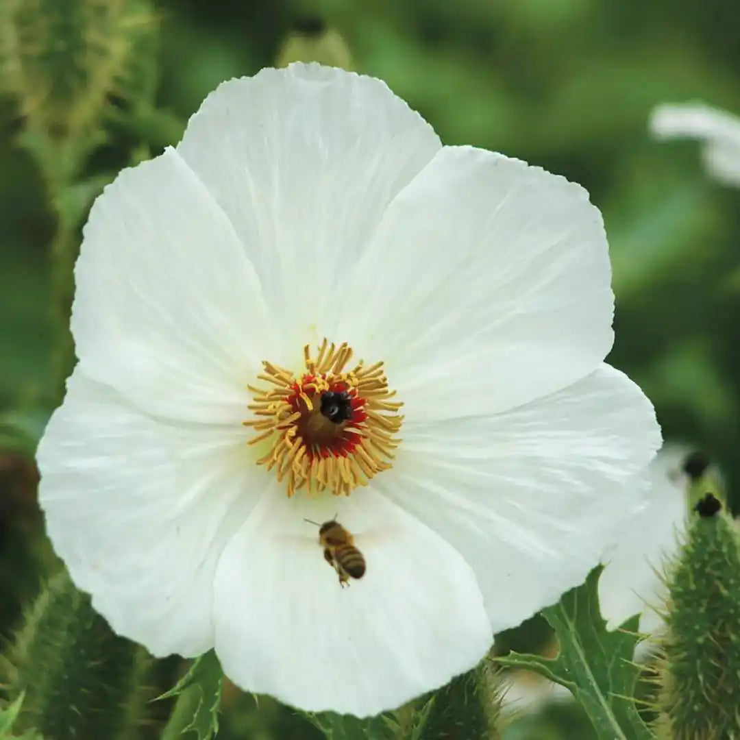 Poppy Seeds - Prickly White