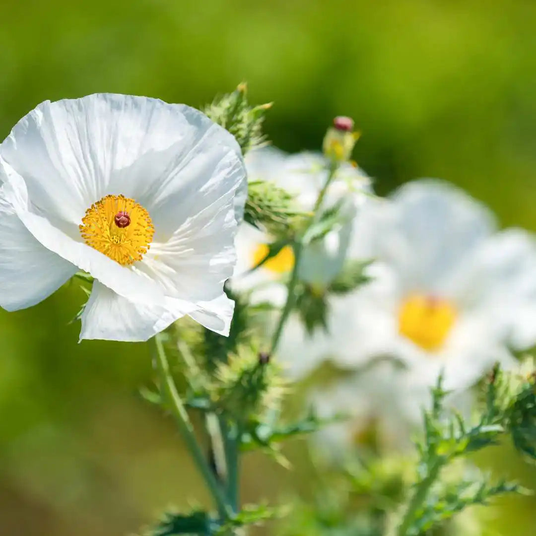 Poppy Seeds - Prickly White
