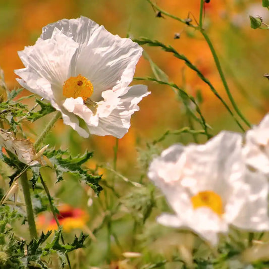 Poppy Seeds - Prickly White