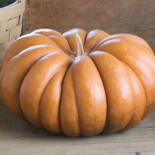 Pumpkin - Musquee De Provence