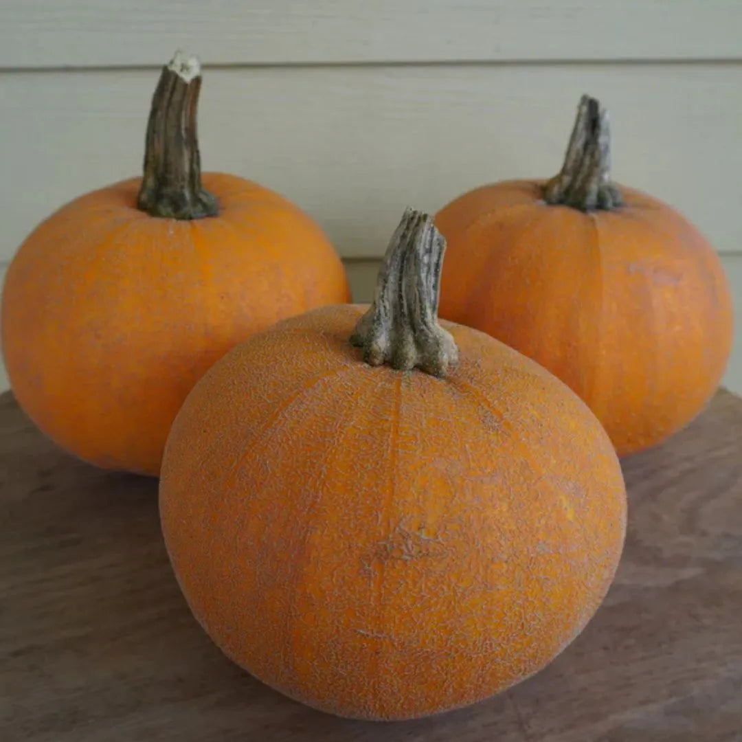 Pumpkin Seeds - Winter Luxury (Organic)