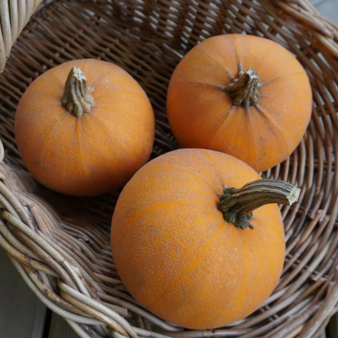 Pumpkin Seeds - Winter Luxury (Organic)