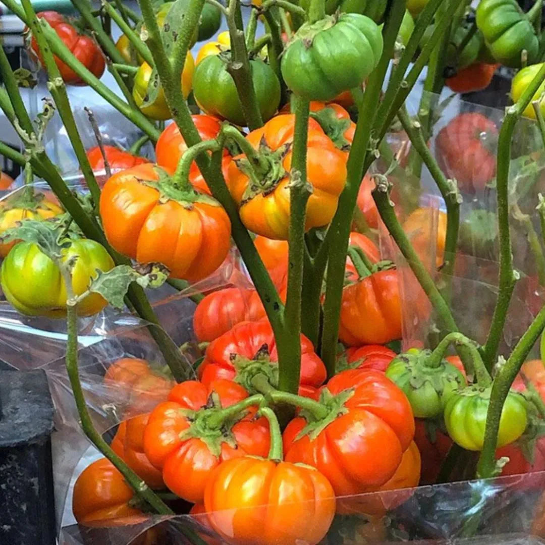 Pumpkin Seeds - Pumpkin On A Stick