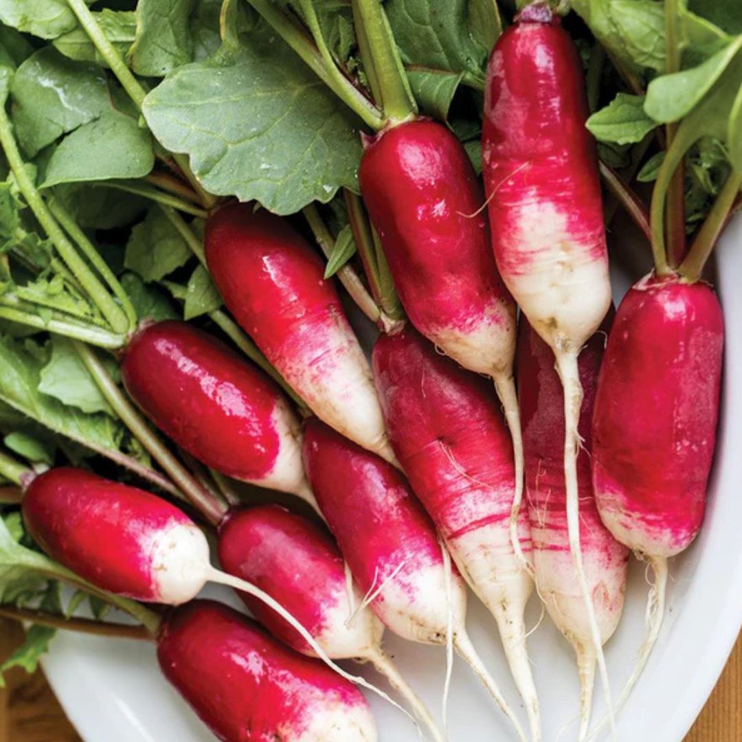 Radish Seeds - French Breakfast