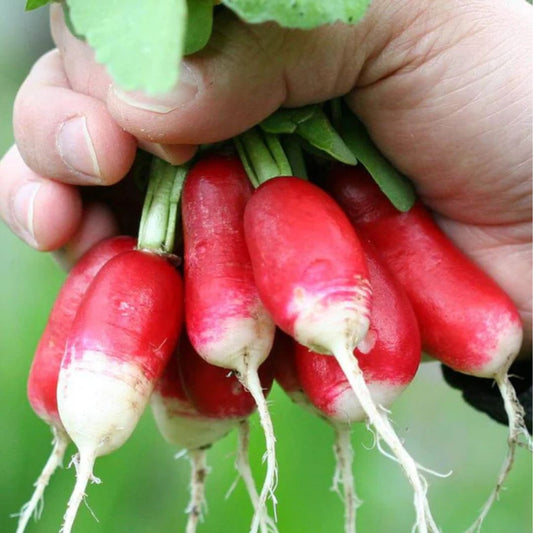 Radish Seeds - French Breakfast