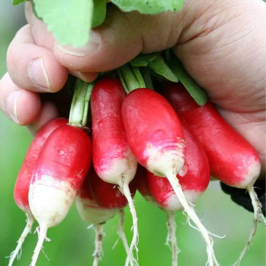 Radish Seeds - French Breakfast