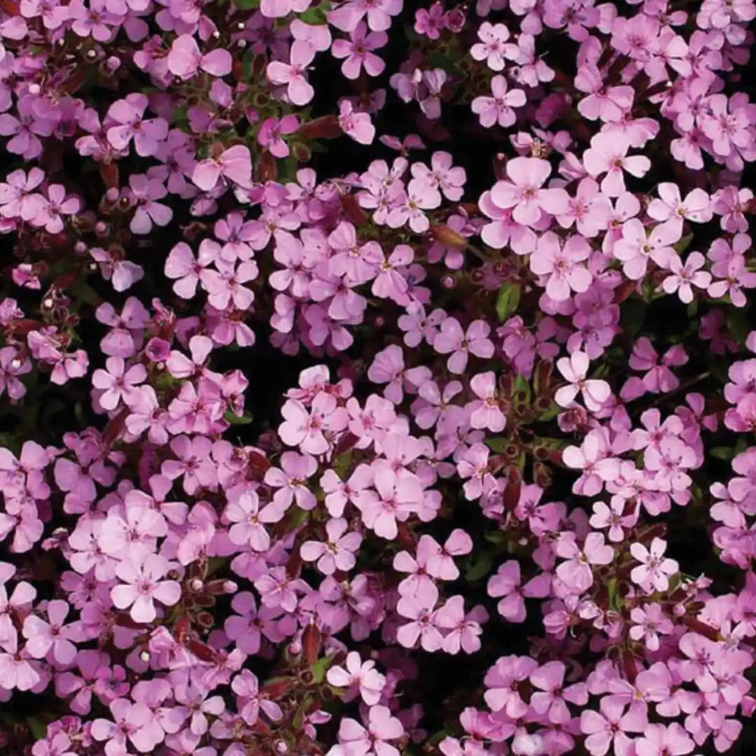 Rock Soapwort Seeds