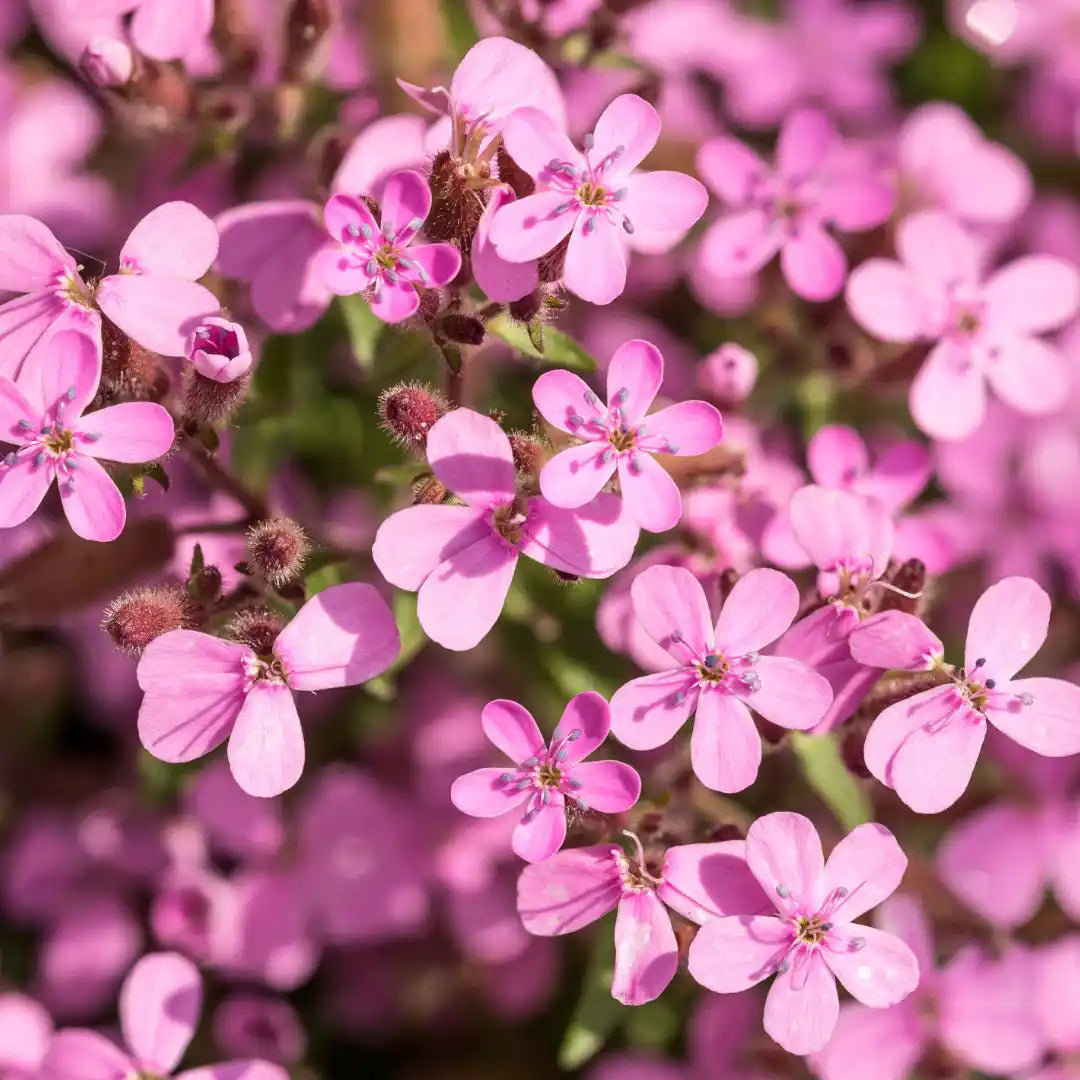 Rock Soapwort Seeds
