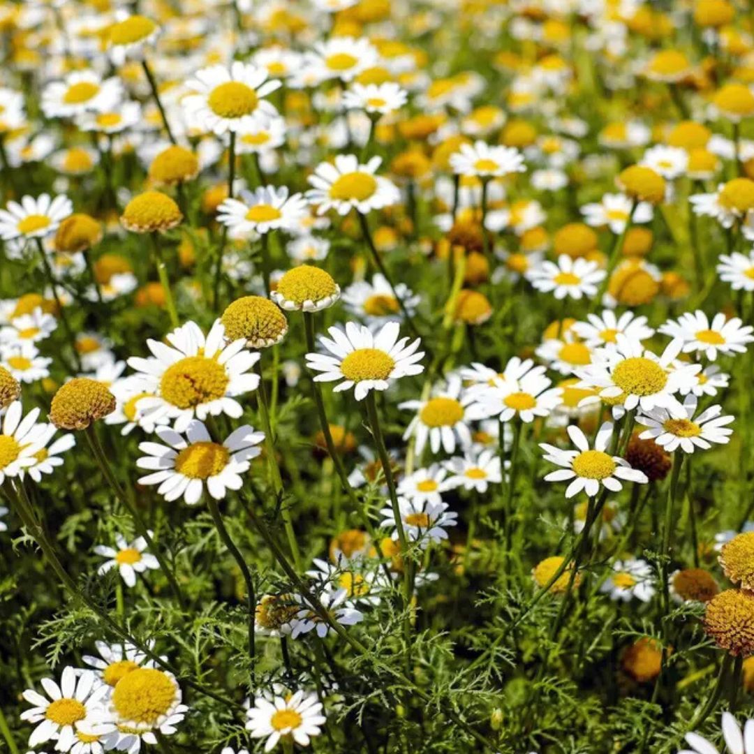 Chamomile - Roman