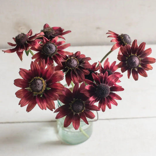 Rudbeckia Seeds - Cherry Brandy