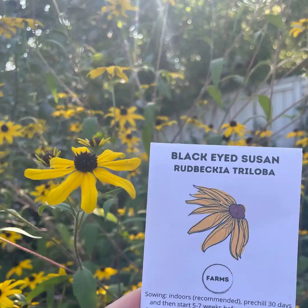 Rudbeckia Seeds - Triloba Black Eyed Susan