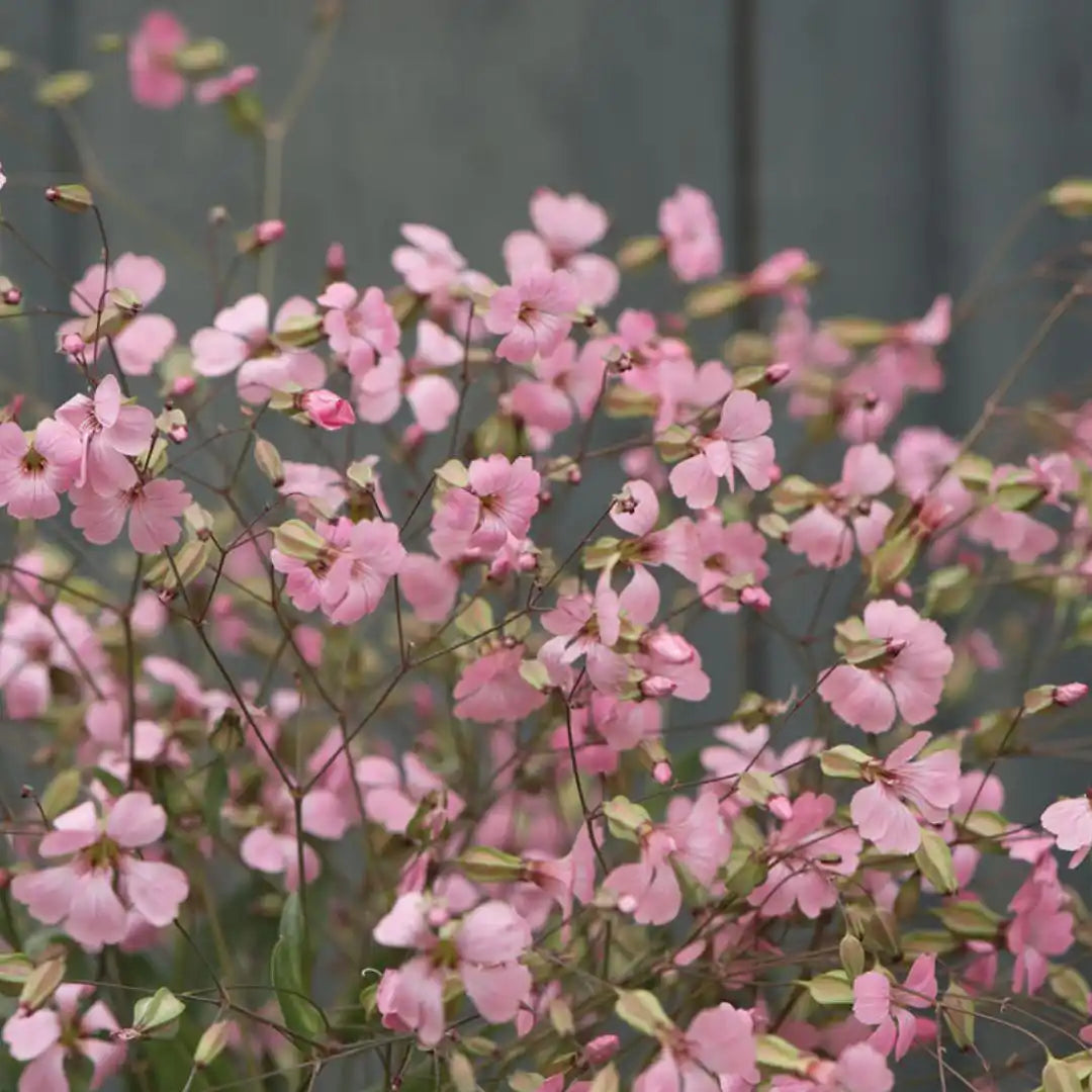 Saponaria Seeds - Pink Beauty