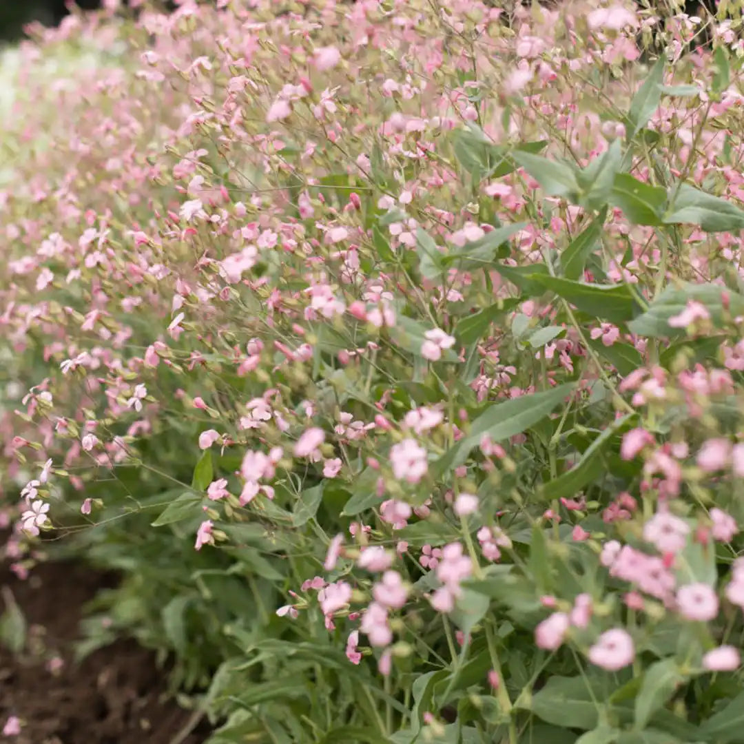 Saponaria Seeds - Pink Beauty