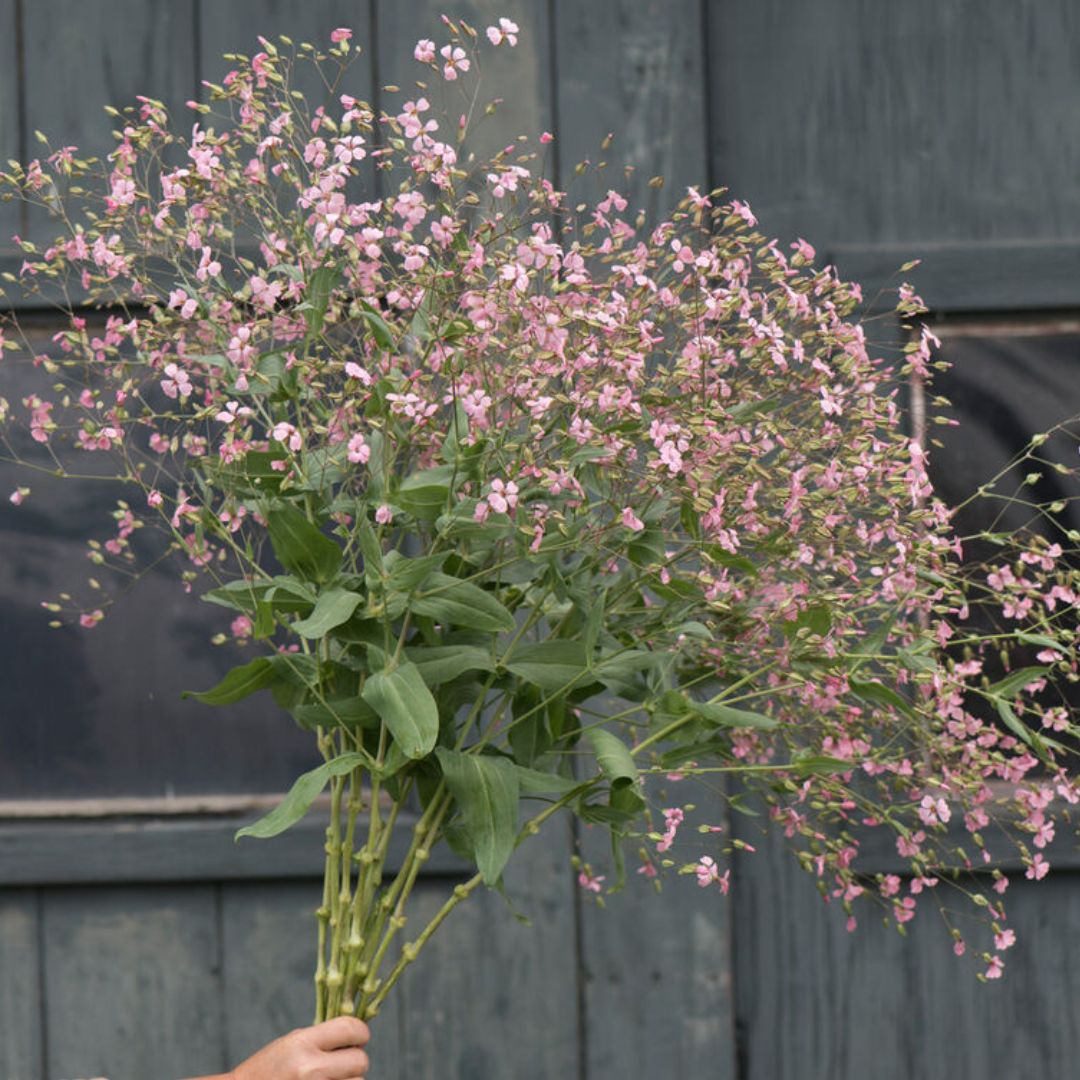 Saponaria Seeds - Pink Beauty