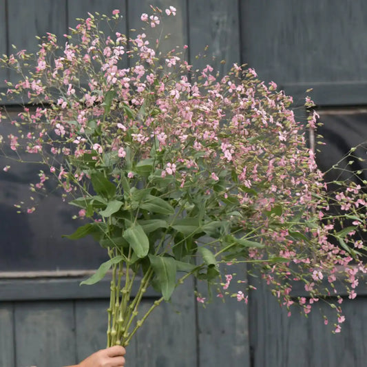 Saponaria Seeds - Pink Beauty