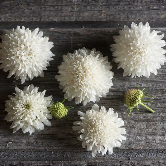Scabiosa Seeds - Snowmaiden