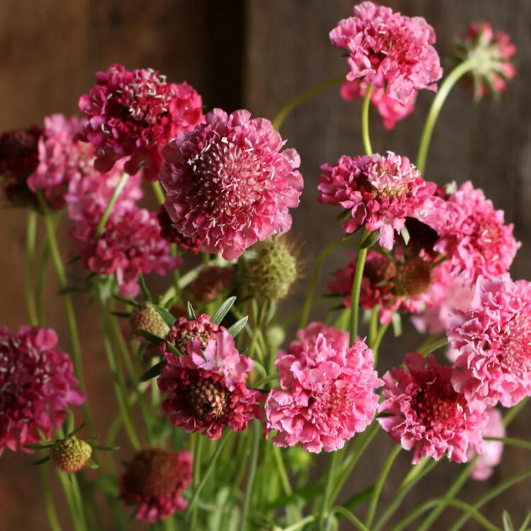 Scabiosa Seeds - Salmon Rose