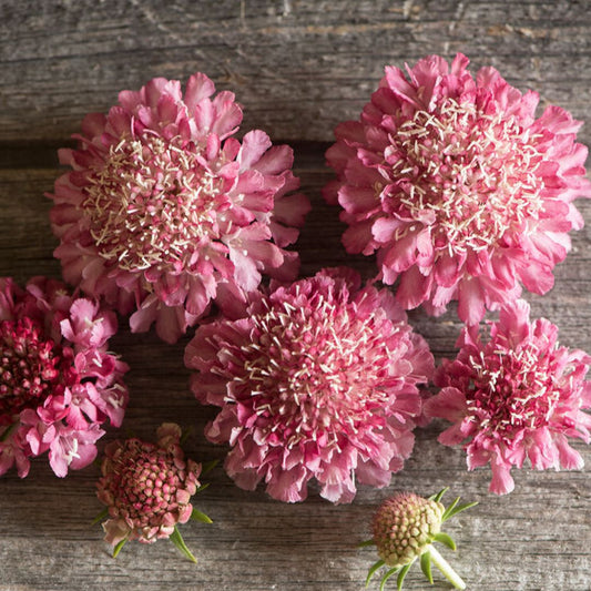 Scabiosa Seeds - Salmon Rose