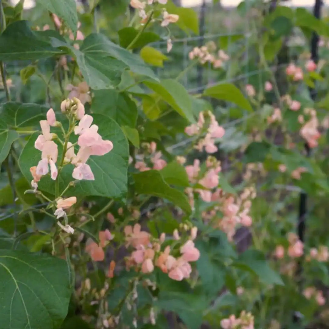 Bean Seeds - Scarlet Runner Sunset