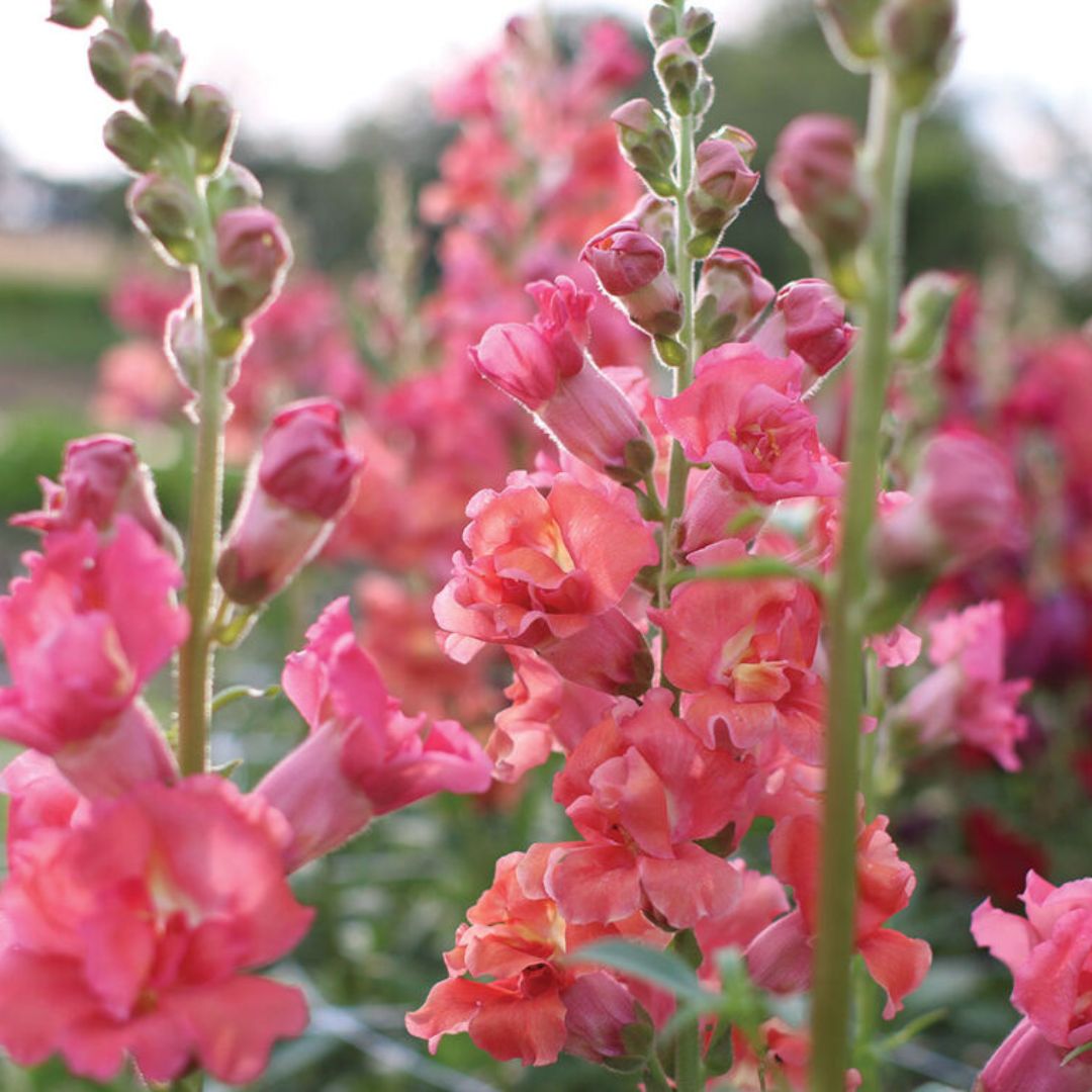 Snapdragon Seeds - Madame Butterfly Cherry Bronze