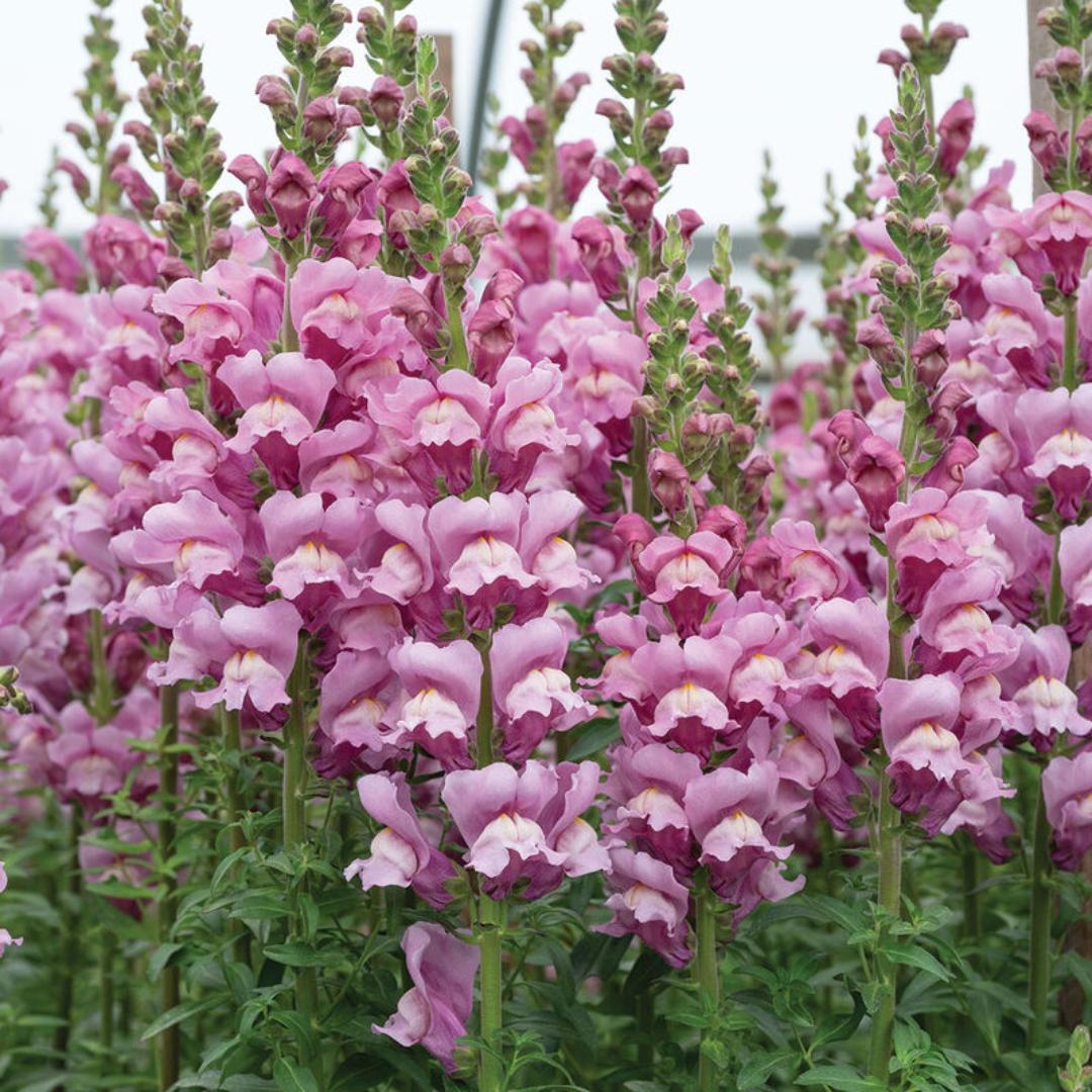 Snapdragon Seeds - Avignon Lavender II