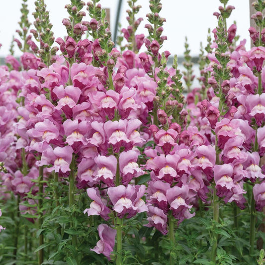 Snapdragon Seeds - Avignon Lavender II