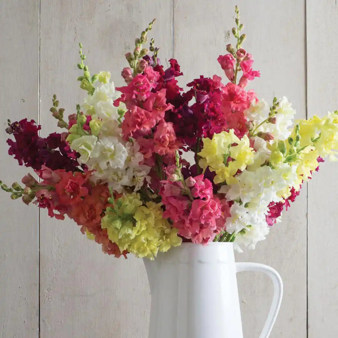 Snapdragon Seeds - Madame Butterfly MIx